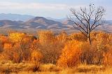 Bosque del Apache_73108